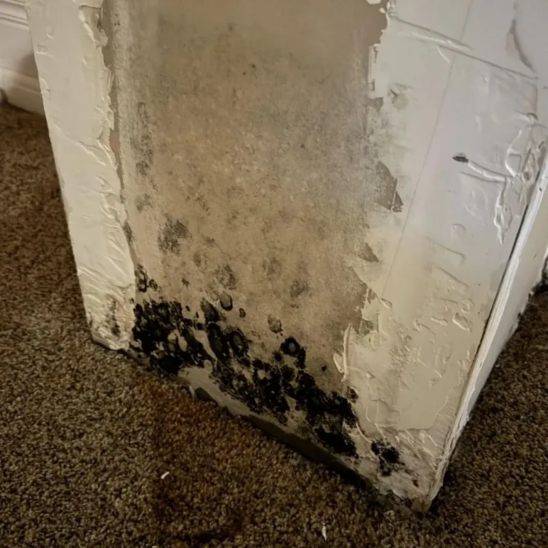 Professional Mold Removal in Pinckneyville, IL